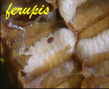 Varroa su larva di fuco
