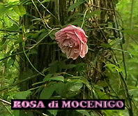 La Rosa del Bosco di Alvisopoli